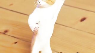 Dancing funny cat ????