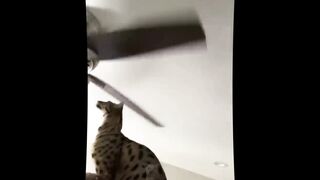 Happy And Funny Animal Videos Of The Year