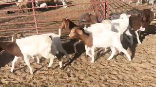Boer goats