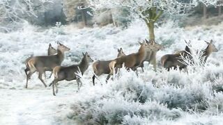 Animal's