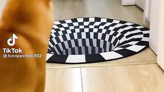 Funny  cat's reaction
