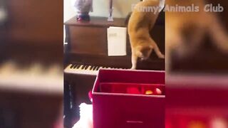 Funny Animals  - Best Cats???? and Dogs???? Videos of the Week 2022!