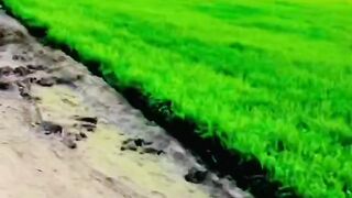 Happy village