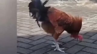 The chicken drank the wine and looked after it