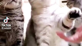 Cute Cats