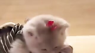 Tttttþtttttttttt