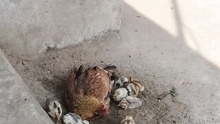 PARTE 2 - GALINHA ???? ENSINA OS SEUS PINTOS ???? A CHISCAR EM BANHO DE AREIA