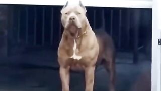 my dog #viral