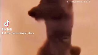 Compilation funny animal
