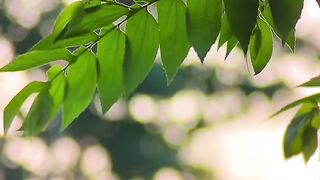 NATURE HAS THE BEST FEELINGS