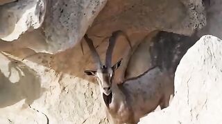 Mashullha