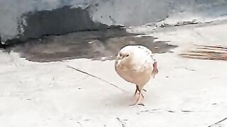 Description of the bird