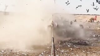 Trapped hunting