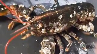 Cleaning Barnacles Off a Lobster's Shell
