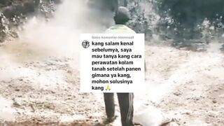 Cara perawatan kolam TANAH pasca PANEN ikan lele