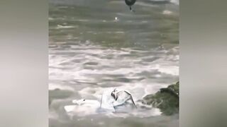 عملية إنزال بالقنص