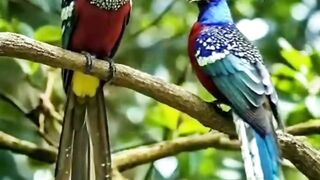 naturephotography_#birds_#naturelovers_#nature_#viral_#trending_#reels_#fyp_#fyp