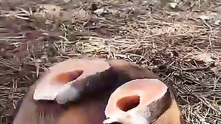 Amazing food 21