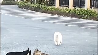 Cats & Dogs 2
