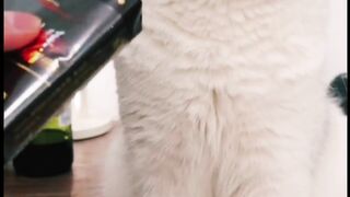 Cat smoking video