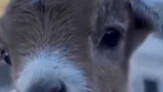 Don't be surprised when animals make their cute sounds