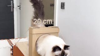 Cat cit cut