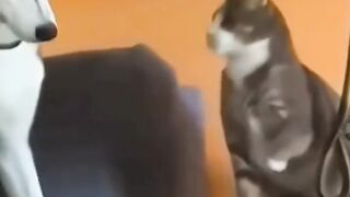 "Funny Cat and Dog Moments | Hilarious Pet Reactions"
