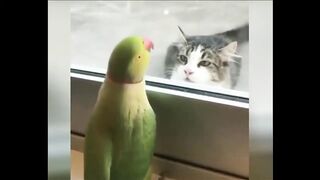 Funny Animal Videos Compilation | Best Funny Pets Videos | Try Not To Laugh!