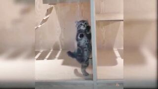 Funny Video Cat | Funny Animal Videos