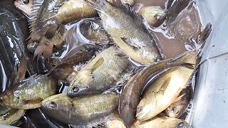 results of fishing in the swamps