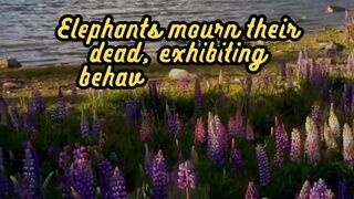 Animal Facts          Elephants        #shorts