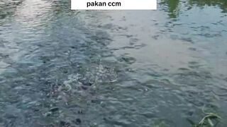 Jangan hiraukan WARNA air kolam, mau HIJAU, mau MERAH, mau COKELAT, mau HITAM sekalipun
