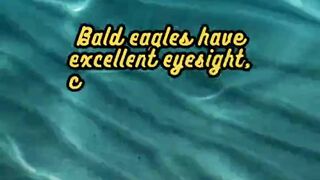 Animal Facts         Bald Eagles          #shorts