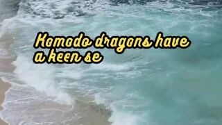 Animal Facts          Komodo Dragons         #shorts