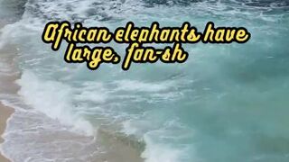 Animal Facts         African Elephants          #shorts