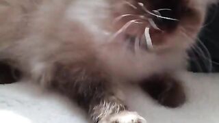 PONPON NGAJAK MAIN