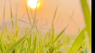 Natural of the Bangladesh