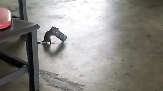 Rat upgrade version  #reels #music #newsong #trending #viralvideo