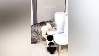Funny Animal Videos - Funniest Dogs and Cats Videos