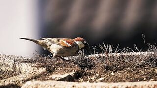 Small bird
