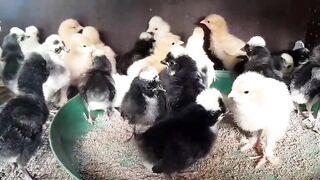 Little choozay ll chicken