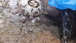 Talk about Barnacles