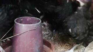 Black near the
