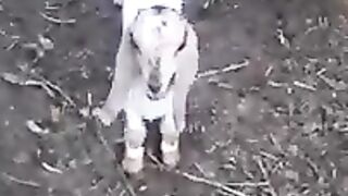 super goat broodstock