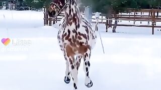 Horse ???????? 3