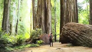 The Biggest Tree on Earth is Bigger Than Your Imagination