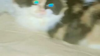 Cute cat ???????? 4