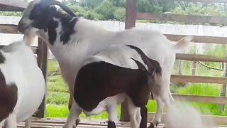 Goat Boer Super In Aceh