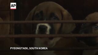 South Korean dog meat farmers to get compensation before 2027 ban.