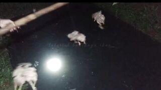 Ikan lele jadi CEPAT BESAR jika konsisten memberi makan malam hari
